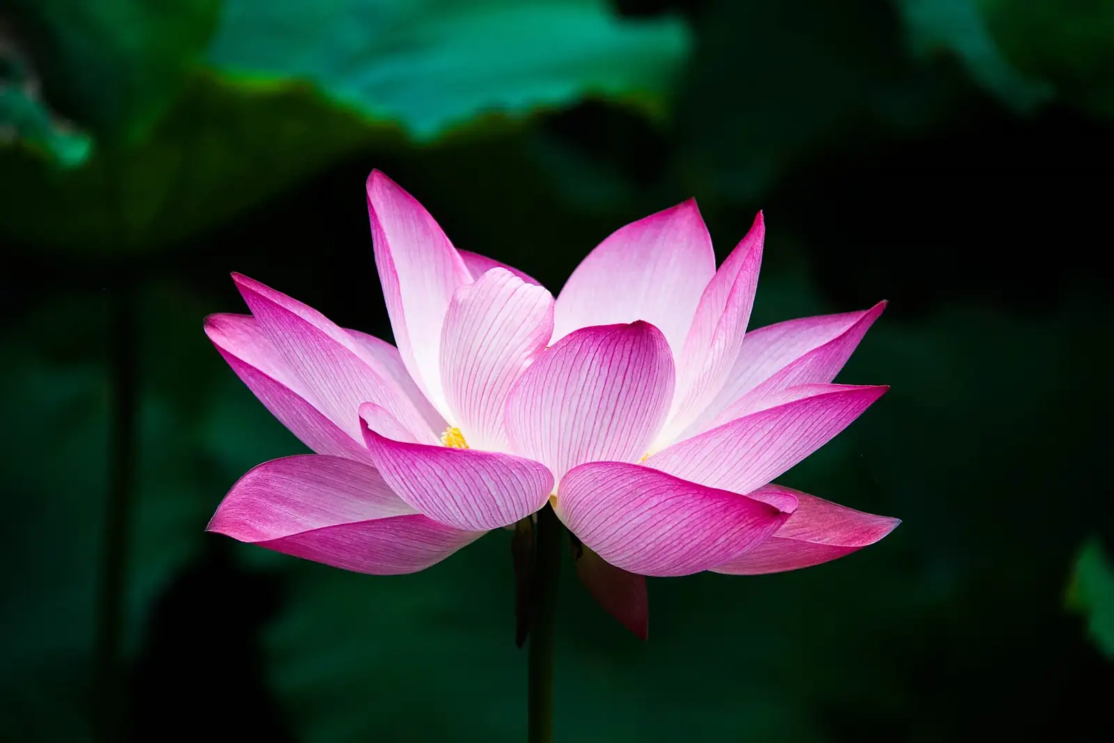 Flor de lótus cor-de-rosa aberta sobre um fundo de folhas verde-escuras